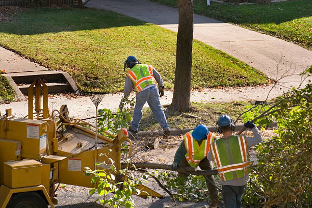 Reliable Bradford Woods, PA Tree Service Solutions